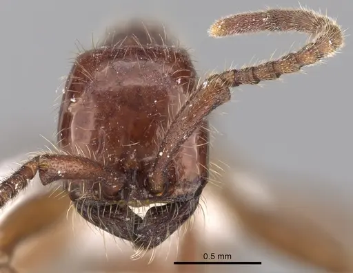 Neivamyrmex alfaroi specimen CASENT0619176 image casent0619176_3
