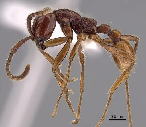 Neivamyrmex alfaroi specimen CASENT0619176 image casent0619176_4
