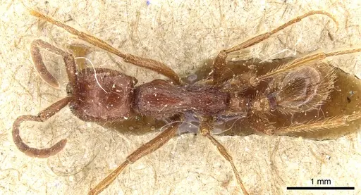 Neivamyrmex alfaroi specimen CASENT0903727 image casent0903727_1