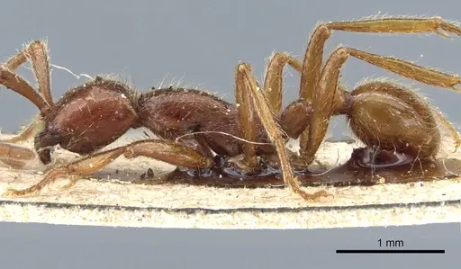 Neivamyrmex alfaroi specimen CASENT0903727 image casent0903727_3