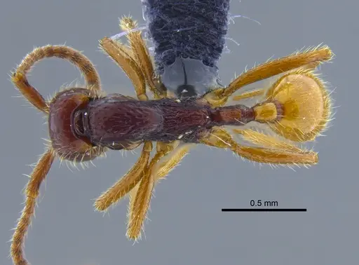 Neivamyrmex alfaroi specimen CBUMAGENT41917 image cbumagent41917_1
