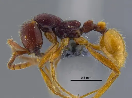 Neivamyrmex alfaroi specimen CBUMAGENT41917 image cbumagent41917_3