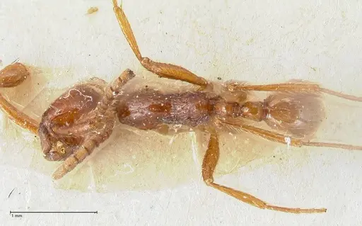 Neivamyrmex alfaroi specimen FOCOL1133 image focol1133_1