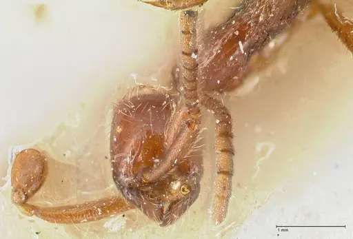 Neivamyrmex alfaroi specimen FOCOL1133 image focol1133_2