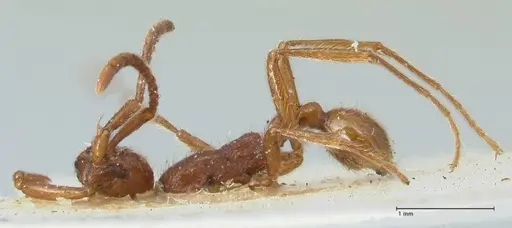 Neivamyrmex alfaroi specimen FOCOL1133 image focol1133_3