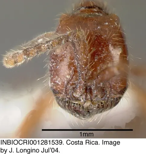 Neivamyrmex alfaroi specimen INBIOCRI001281539 image inbiocri001281539_1