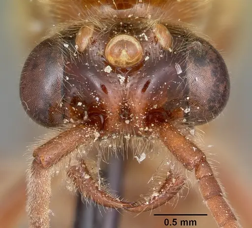 Neivamyrmex andrei specimen CASENT0104677 image casent0104677_2