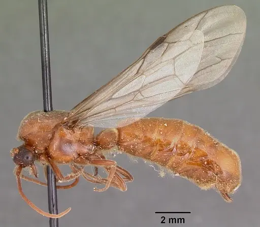 Neivamyrmex andrei specimen CASENT0104677 image casent0104677_4
