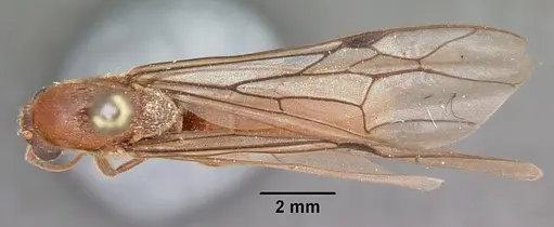 Neivamyrmex andrei specimen CASENT0104678 image casent0104678_1