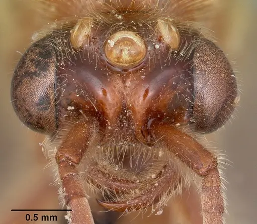 Neivamyrmex andrei specimen CASENT0104678 image casent0104678_2