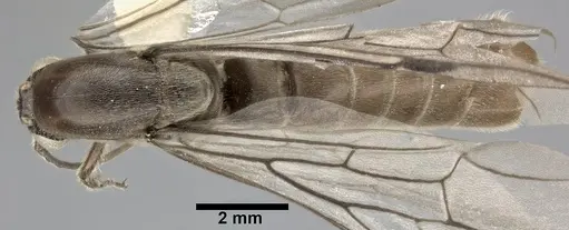 Neivamyrmex andrei specimen CASENT0246012 image casent0246012_1
