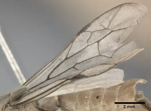 Neivamyrmex andrei specimen CASENT0246012 image casent0246012_6