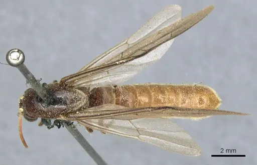Neivamyrmex andrei specimen CASENT0903744 image casent0903744_1