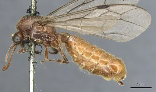Neivamyrmex andrei specimen CASENT0903744 image casent0903744_3