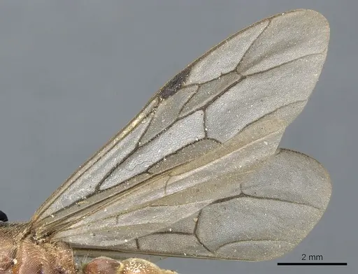 Neivamyrmex andrei specimen CASENT0903744 image casent0903744_4