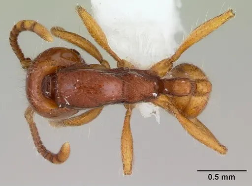Neivamyrmex angustinodis specimen CASENT0173519 image casent0173519_1