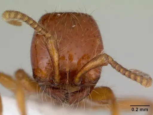 Neivamyrmex angustinodis specimen CASENT0173519 image casent0173519_2