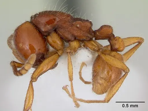 Neivamyrmex angustinodis specimen CASENT0173519 image casent0173519_3