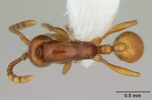 Neivamyrmex angustinodis specimen CASENT0173520 image casent0173520_1