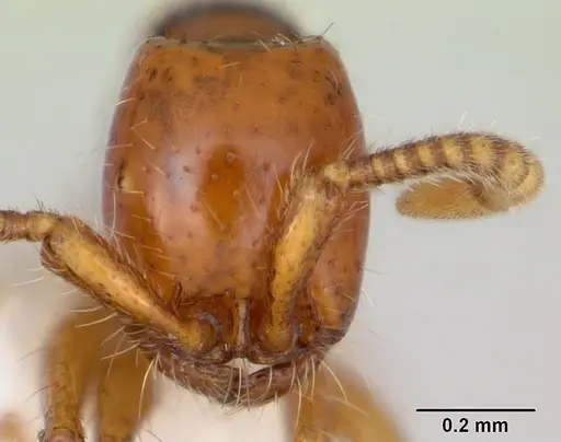 Neivamyrmex angustinodis specimen CASENT0173520 image casent0173520_2