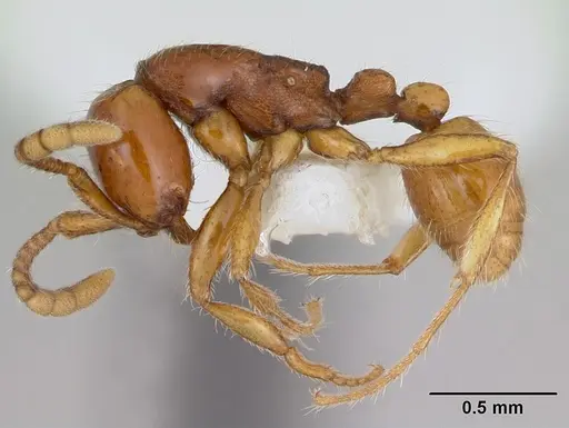 Neivamyrmex angustinodis specimen CASENT0173520 image casent0173520_3