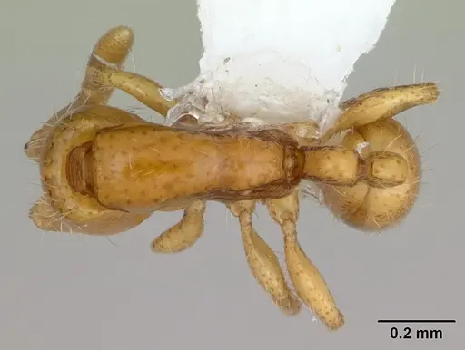 Neivamyrmex angustinodis specimen CASENT0173600 image casent0173600_1