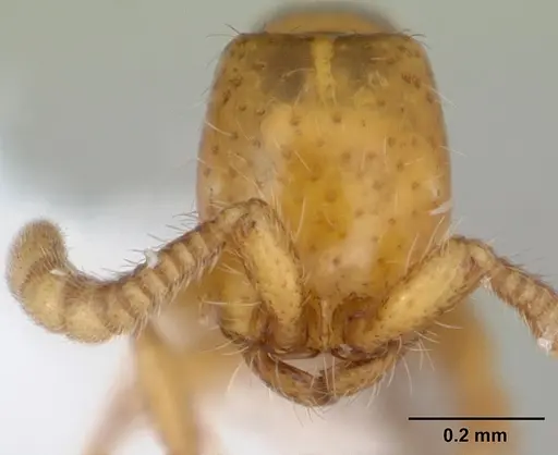 Neivamyrmex angustinodis specimen CASENT0173600 image casent0173600_2
