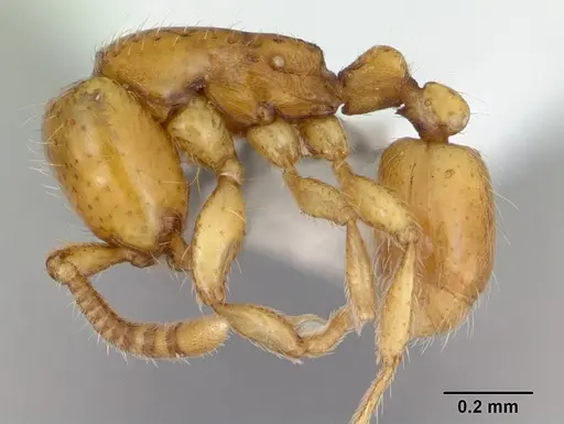 Neivamyrmex angustinodis specimen CASENT0173600 image casent0173600_3