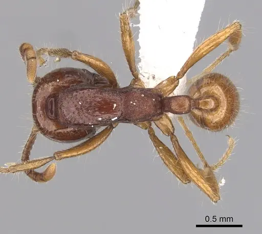 Neivamyrmex angustinodis specimen CASENT0249471 image casent0249471_1