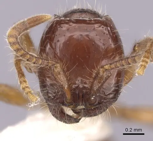 Neivamyrmex angustinodis specimen CASENT0249471 image casent0249471_2