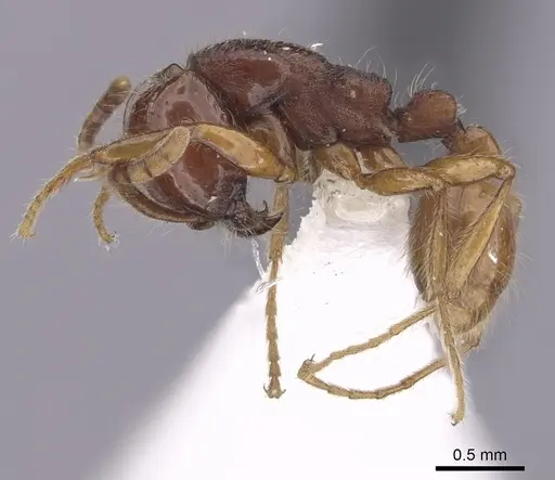 Neivamyrmex angustinodis specimen CASENT0249471 image casent0249471_3