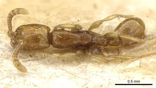 Neivamyrmex angustinodis specimen CASENT0903733 image casent0903733_1