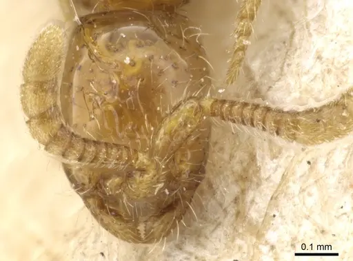 Neivamyrmex angustinodis specimen CASENT0903733 image casent0903733_2