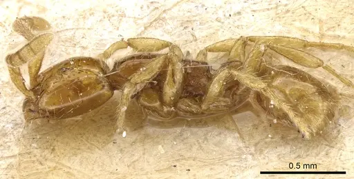 Neivamyrmex angustinodis specimen CASENT0903733 image casent0903733_3