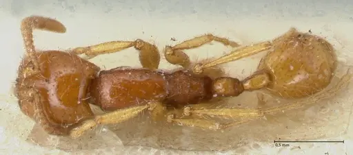 Neivamyrmex angustinodis specimen FOCOL1134 image focol1134_1