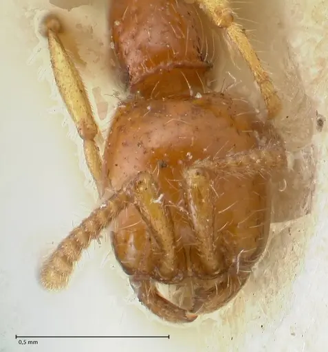 Neivamyrmex angustinodis specimen FOCOL1134 image focol1134_2