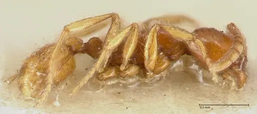 Neivamyrmex angustinodis specimen FOCOL1134 image focol1134_3