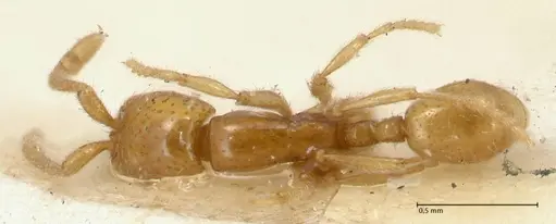 Neivamyrmex angustinodis specimen FOCOL1135 image focol1135_1