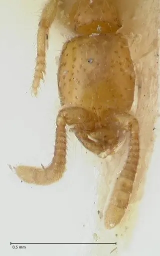 Neivamyrmex angustinodis specimen FOCOL1135 image focol1135_2