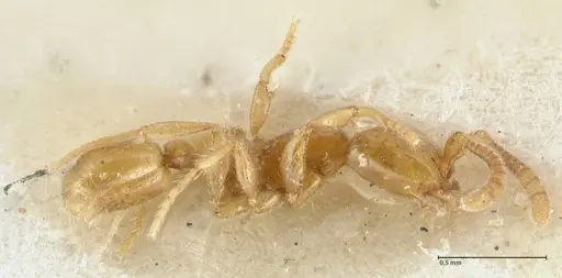 Neivamyrmex angustinodis specimen FOCOL1135 image focol1135_3