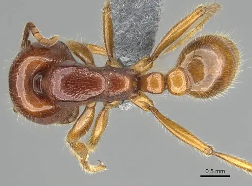 Neivamyrmex antillanus specimen CASENT0729238 image casent0729238_1
