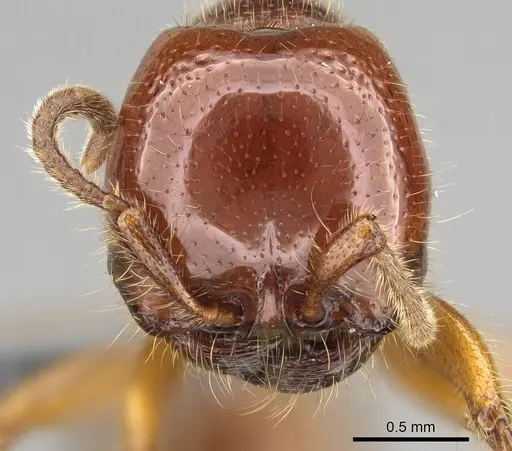 Neivamyrmex antillanus specimen CASENT0729238 image casent0729238_2