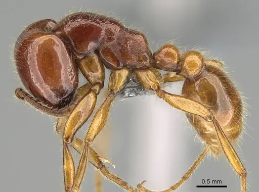 Neivamyrmex antillanus specimen CASENT0729238 image casent0729238_3