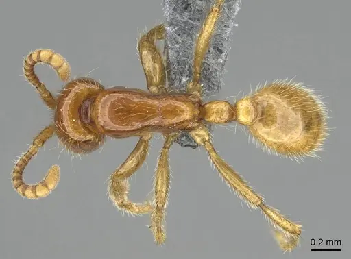 Neivamyrmex antillanus specimen CASENT0729793 image casent0729793_1
