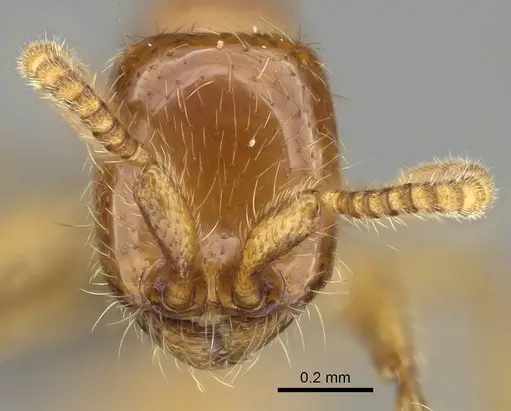 Neivamyrmex antillanus specimen CASENT0729793 image casent0729793_2