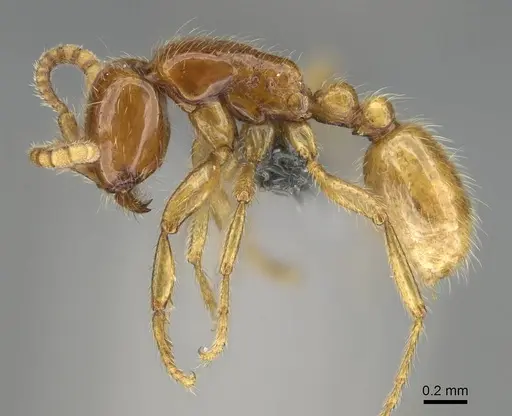 Neivamyrmex antillanus specimen CASENT0729793 image casent0729793_3