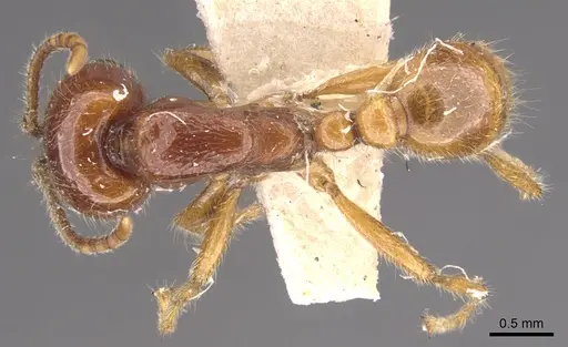 Neivamyrmex antillanus specimen CASENT0902655 image casent0902655_1