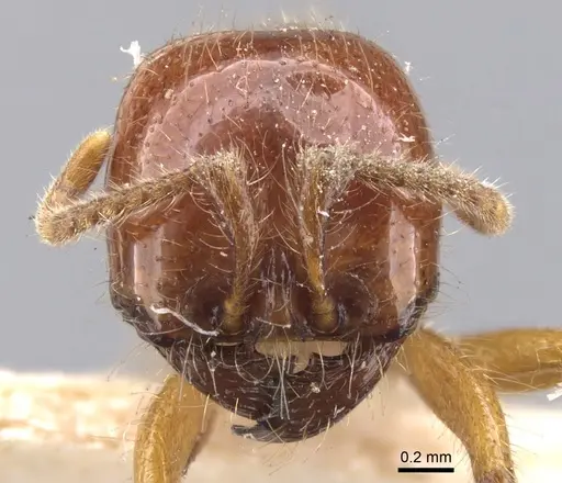 Neivamyrmex antillanus specimen CASENT0902655 image casent0902655_2