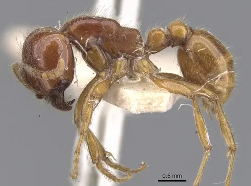 Neivamyrmex antillanus specimen CASENT0902655 image casent0902655_3