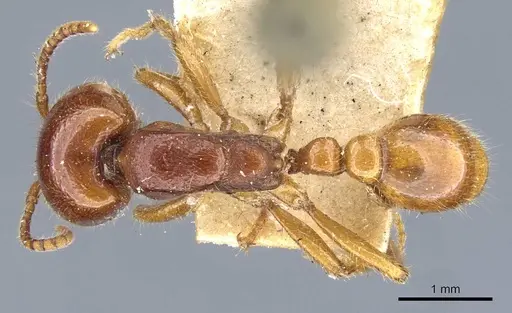 Neivamyrmex antillanus specimen CASENT0905965 image casent0905965_1